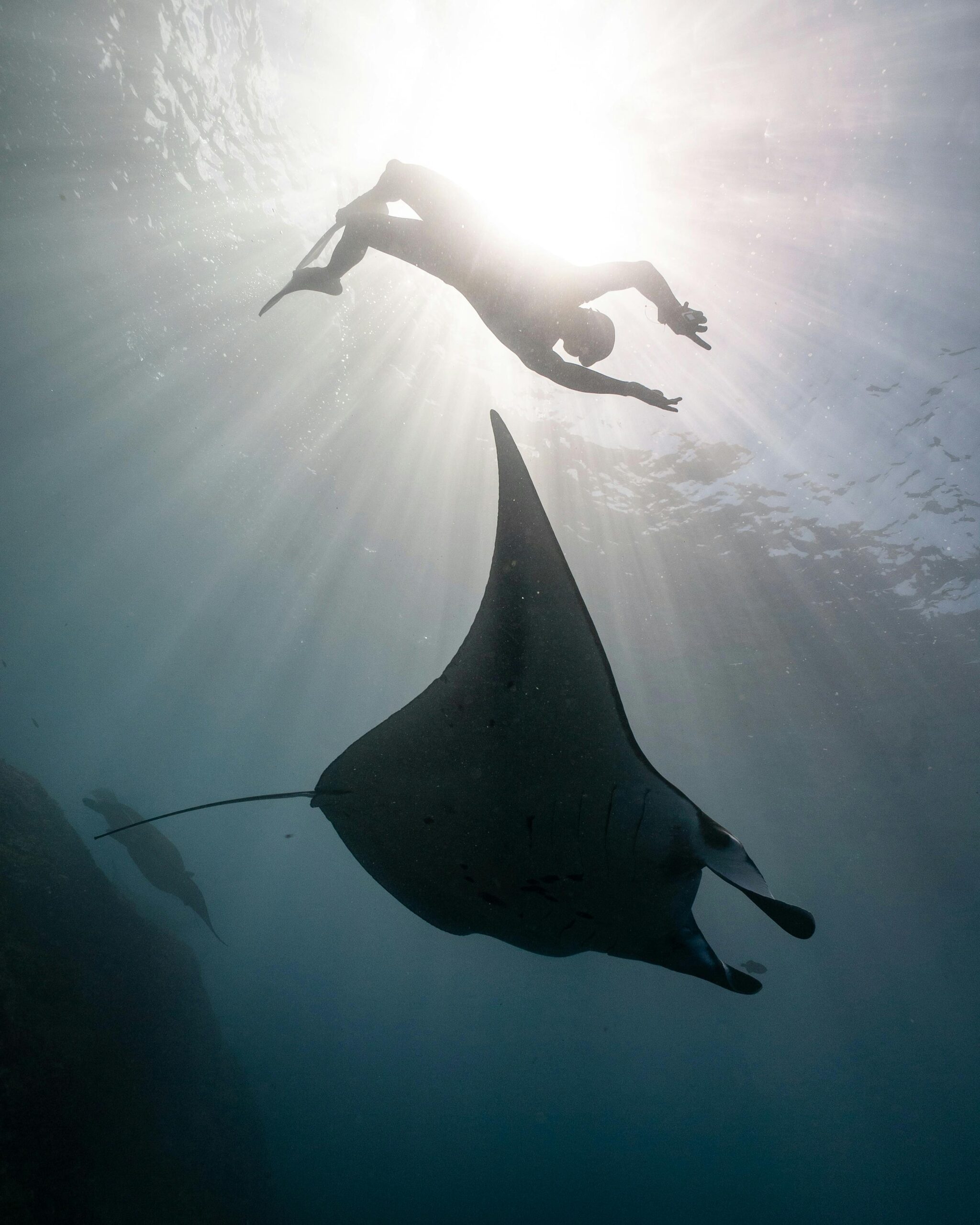 pexels-photo-4696778-4696778 From below of underwater view of scuba diver swimming with big dangerous fish in blue ocean